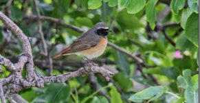 Common Redstart Phoenicurus phoenicurus Meladia Valley 250419.JPG