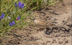 Greater Short toed Lark - Calandrella brachydactyla Alykes Wetland 220419.JPG