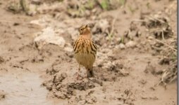 Red throated Pipit Anthus cervinus Alykes Wetland 240419.JPG