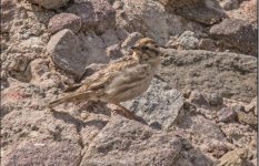 Rock Sparrow - Petronia petronia Ipsilou - Sigri Road 280419.JPG