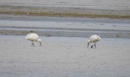 BF Yellow-billed Spoonbill thread.jpg