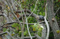 DSC00760 Silky Starling @ Pui O.jpg