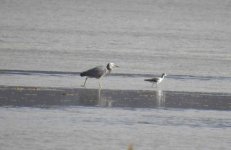 BF White-faced Heron, Greenshank thread.jpg