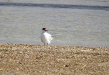 BF Caspian Tern thread.jpg