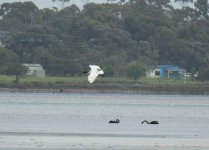 BF Australian Ibis fl with Black Swan thread.jpg