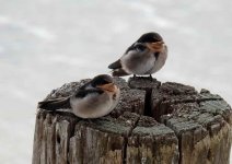 BF Welcome Swallow fledglings thread.jpg