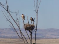 Hawk pair and Nest.jpg