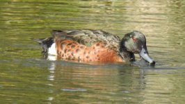 BF Chestnut Teal thread.jpg