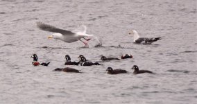 gulls ID-1_DSC8246.jpg