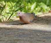 P2110913.jpeg      Laughing Dove 1..jpg