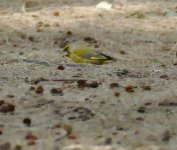 P2110945.jpeg     Greenfinch 1. Costa Calma.jpeg