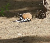 P2110917.jpeg        Hoopoe 1..jpeg