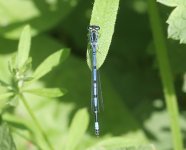 Damselfly ID.jpg