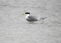 BF Greater Crested Tern thread.jpg