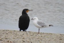 BF Great Cormorant & Silver Gull thread.jpg