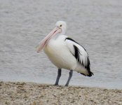 BF Australian Pelican thread.jpg