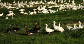 DSC01604 White-fronted and Snow Geese @ Oakland.jpg