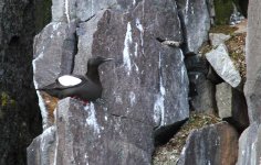 black guillimot.jpg