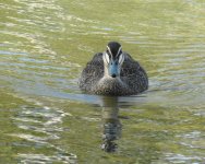 BF Pacific Black Duck thread.jpg