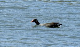 BF Dusky Moorhen thread.jpg