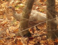 leucistic turkey.jpg