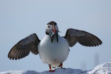 puffin landing.JPG