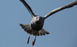 Herring Gull 010 (reduced).jpg