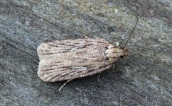 Agonopterix chaerophylli 001 (thorax checked).JPG