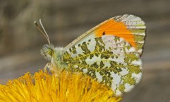 Orange-tip 002.JPG