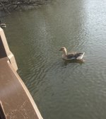 Hybrid goose.jpeg