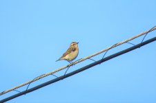 0305whinchat.jpg