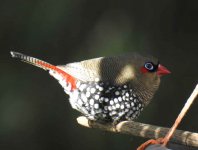 BF Red-eared Firetail male thread.jpg