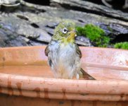 BF Silvereye bathing thread.jpg