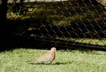 BF Laughing Dove thread.jpg