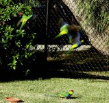 BF Red-capped Parrot flight thread.jpg