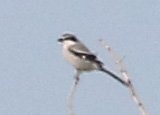 Iberian Grey Shrike_5986.jpg