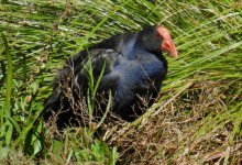 BF Australasian Swamphen thread.jpg