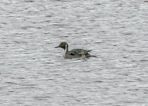 Pintail-0934.jpg