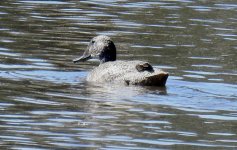 BF Freckled Duck thread.jpg