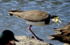 BF Masked Lapwing, souther thread.jpg