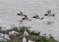 oystercatcher-0936.jpg