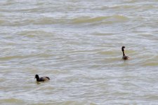 Common Coot & Great Crested Grebe.jpeg