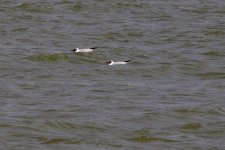 Black-Headed Gull (1).jpeg