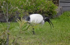 BF Australian Ibis thread.jpg