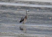 BF White-faced Heron thread.jpg