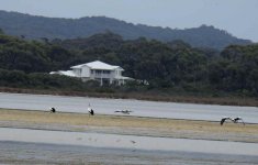 BF Pelican, Greenshank thread.jpg