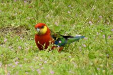 BF Western Rosella thread.jpg