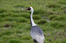 white naped crane.JPG