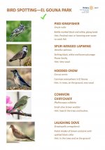 Bird Identification Guide - El Gouna Park Page 2.jpg