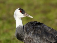 hooded crane3.JPG